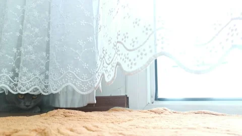 The cat hiding behind the tulle curtain swaying with the gentle breeze Stock Footage 213967465