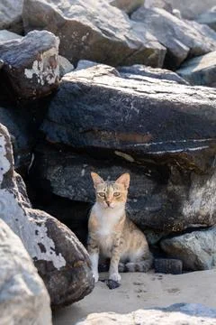 Cat hiding between rocks by the sea Stock Photos