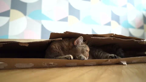 Cat hiding in a cardboard box on floor in room. Cat plays Video stock 286135255