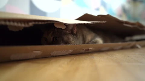 Cat hiding in a cardboard box on floor in room. Cat plays Stock Footage 286136714