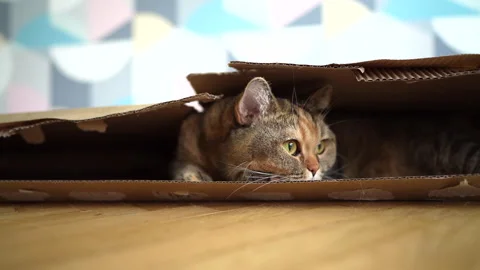Cat hiding in a cardboard box on floor in room. Cat plays Video stock 286137258