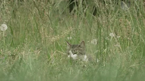 Cat hiding in the grass Stock Footage 254423259
