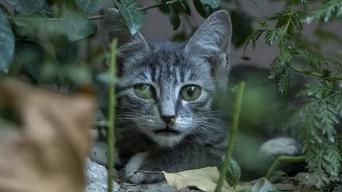 A cat hiding in a grass Stock-Fotos