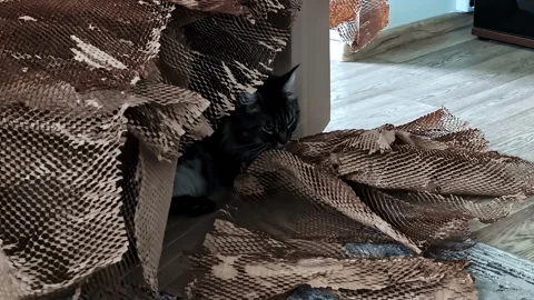 Cat hiding inside torn cardboard packaging, surrounded by shredded paper in a Stock Footage 322182973