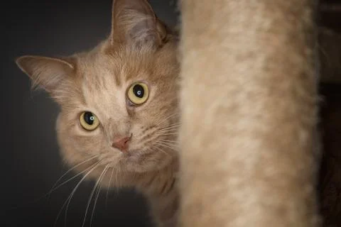 Cat hiding in the middle of the scratching post Stock Photos