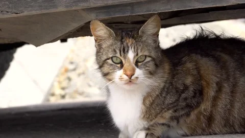 A cat is hiding in the shadows from the heat. Stock Footage 153612435