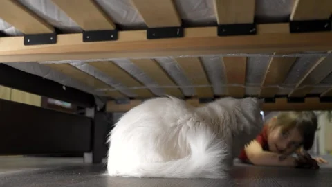 Cat is hiding under the bed from the child. Stock Footage 260568575
