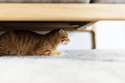 A cat hiding under the couch Stock Photos
