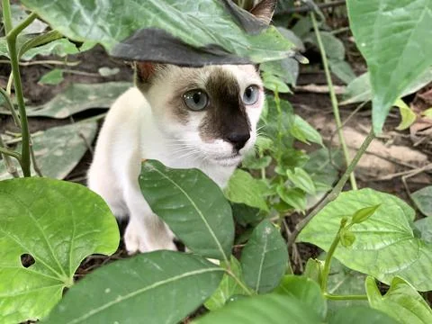 Cat hiding under a leaf Photos