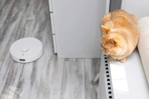 Cat hiding from working robot vacuum cleaner. Stock Photos