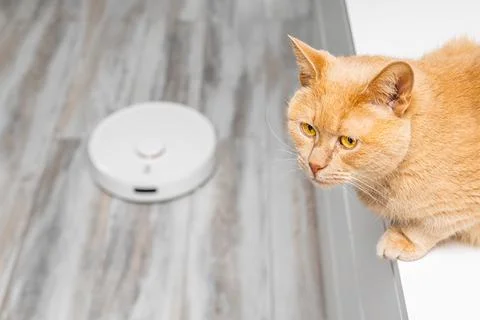 Cat hiding from working robot vacuum cleaner. Stock Photos