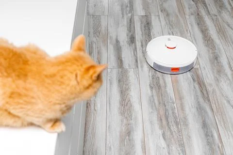 Cat hiding from working robot vacuum cleaner. Stock Photos