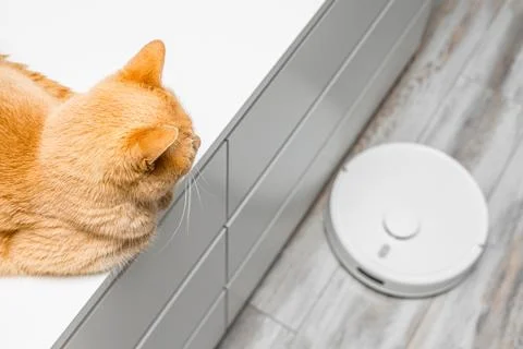 Cat hiding from working robot vacuum cleaner. Stock Photos