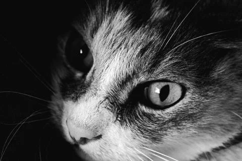 Cat high contrast Foto stock