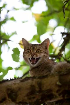 Cat high up in tree meow Stock Photos