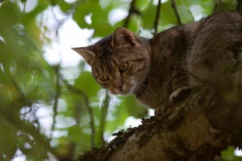Cat high up in tree watching Stock Photos
