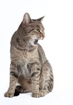 Cat hisses Stock-Fotos