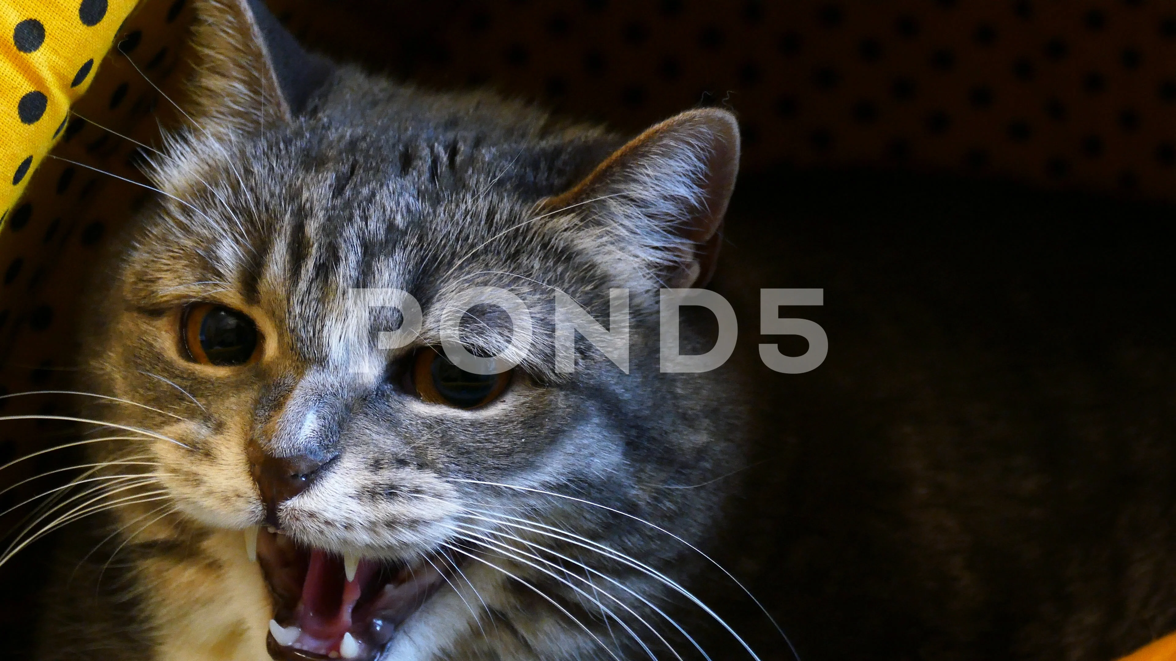 Sound included. Angry cat hissing to cam, Stock Video