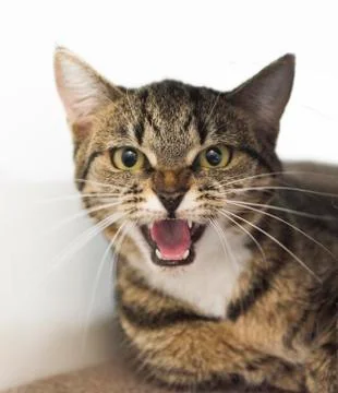 Cat Hissing 스톡 사진