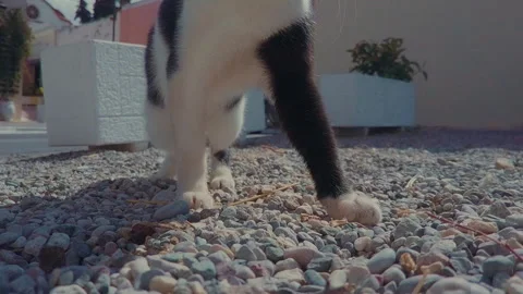 The cat hits the camera with its paw Stock Footage 167932077