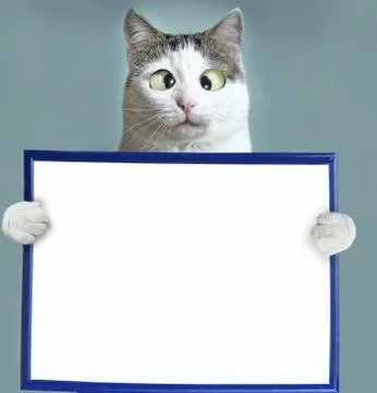 Cat hold blank empty paper sheet in frame Stock Photos