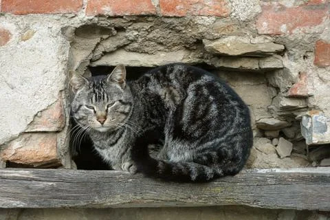 Cat in a hole Stock Photos