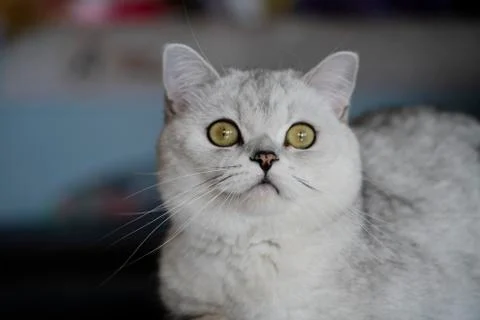 Cat at home, day, summer Stock Photos