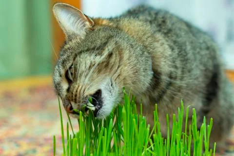 The cat at home eats grass, sprouts of oats for their health Stock Photos