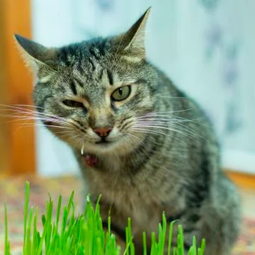 The cat at home eats grass, sprouts of oats for their health Stock Photos