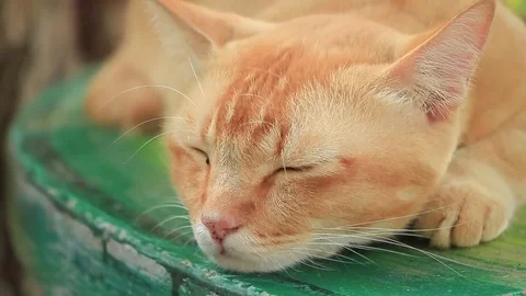 Cat at home Stock Footage 80119757
