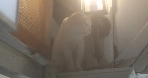 Cat At Home Видео 335619164