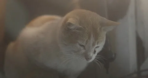 Cat At Home Видео 335619168