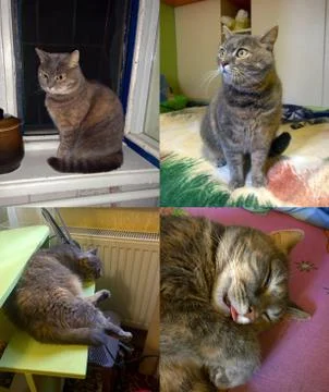 Cat Home Gray Stock Photos