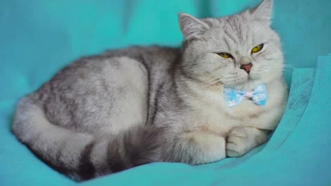 The cat in the home interior. Stock Footage 172549145