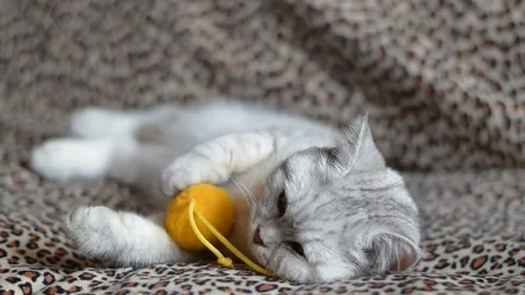 The cat in the home interior. Stock Footage 181547588