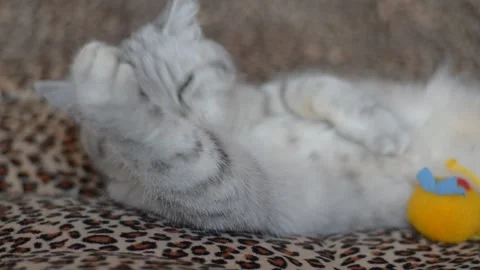 The cat in the home interior. Stock Footage 181547778