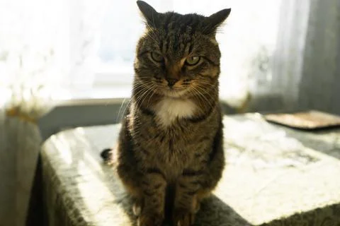 Cat in the home interior sits on the table. Stock Photos