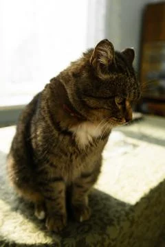 Cat in the home interior sits on the table. Stock Photos