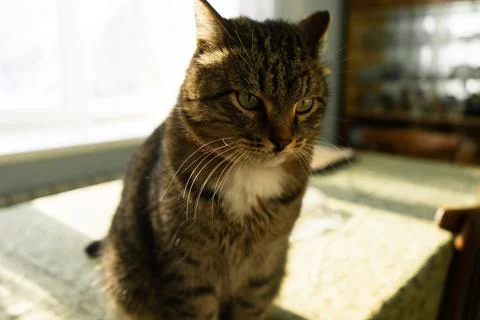 Cat in the home interior sits on the table. Stock Photos
