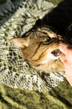 Cat in the home interior on the table. The cat bites and hugs the hand Stock Photos