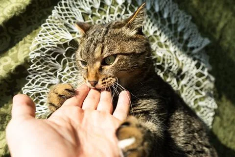 Cat in the home interior on the table. The cat bites and hugs the hand Foto stock