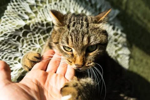 Cat in the home interior on the table. The cat bites and hugs the hand Stock Photos