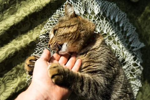 Cat in the home interior on the table. The cat bites and hugs the hand Stock Photos