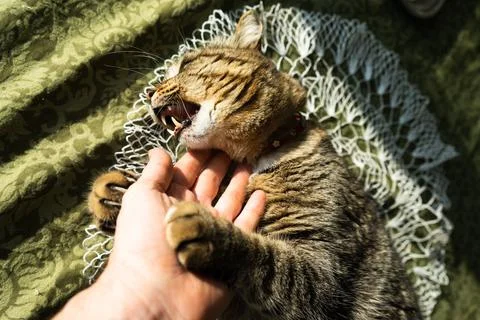 Cat in the home interior on the table. The cat bites and hugs the hand Stock Photos