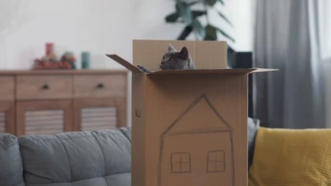 Cat at home jumping and playing with carton boxes sit on sofa at home paper Video stock 88101700