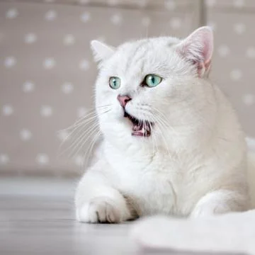 Cat at home Stock Photos