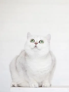 Cat at home Stock Photos
