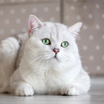 Cat at home Stock Photos