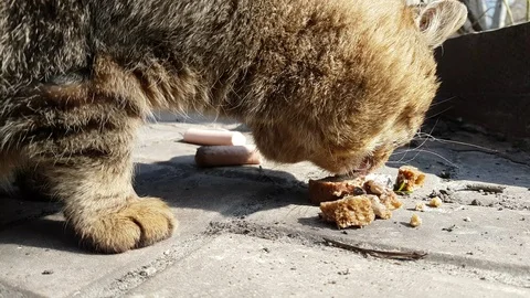 Cat homeless eats on the street Stock Footage 88589414