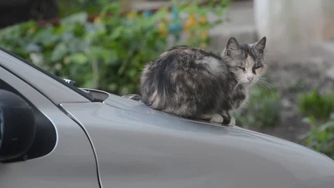 Cat on the hood of the car Stock Footage 89862855